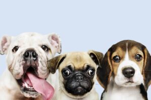 dicas para pet